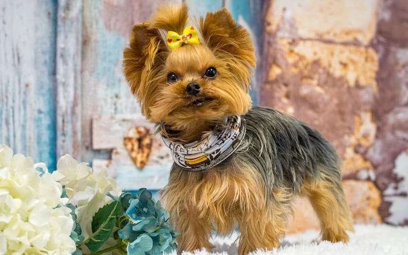 Teacup-Yorkie-Full-Grown-2