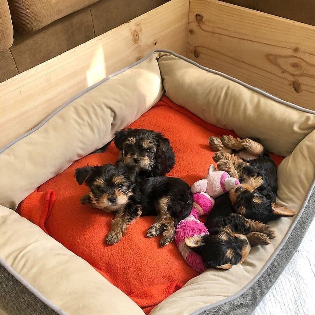 Yorkies puppies home