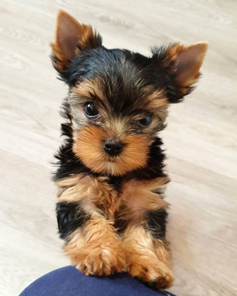 Yorkshire Terriers