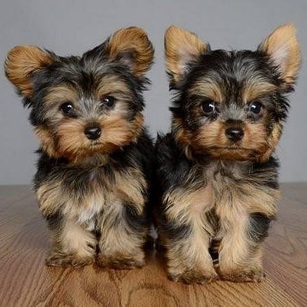 Parti Yorkies Puppies