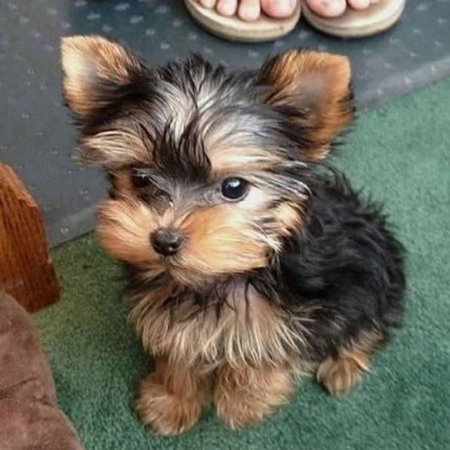 Yorkshire terrier lifespan