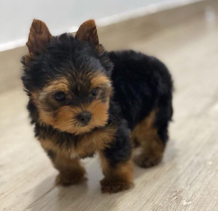 yorkie