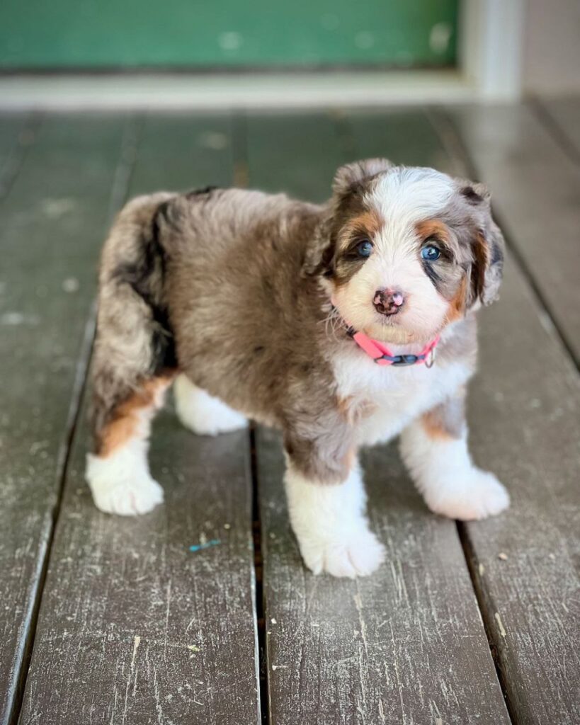 bernedoodle puppy duck