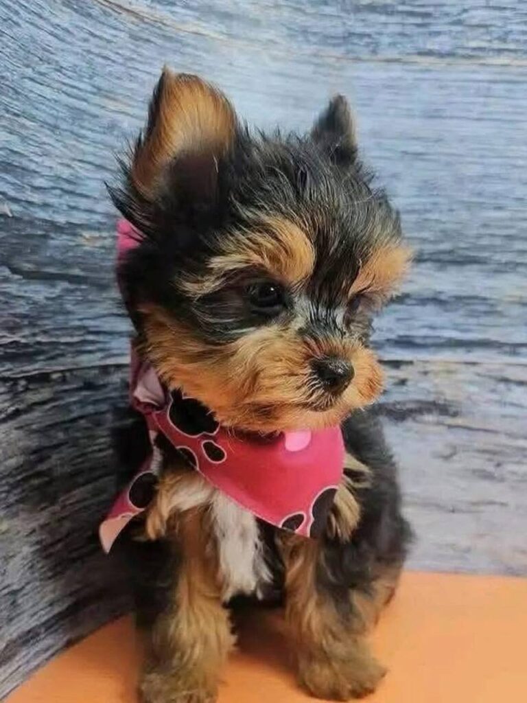 yorkie